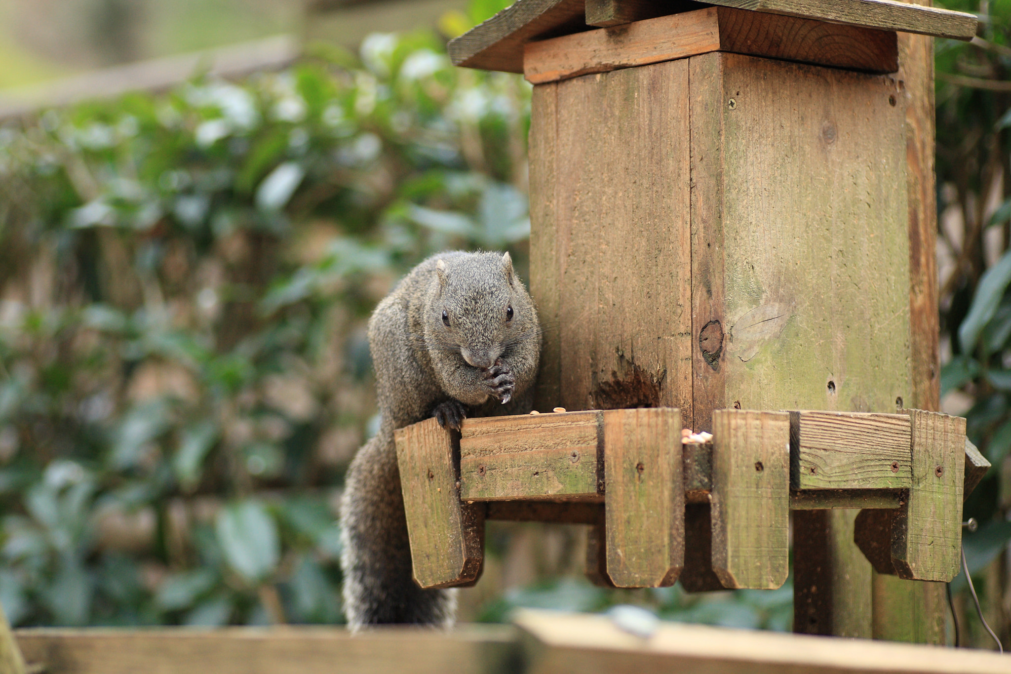 Canon EOS-1D Mark III + Tamron SP AF 90mm F2.8 Di Macro sample photo. Chip in megetsuin photography