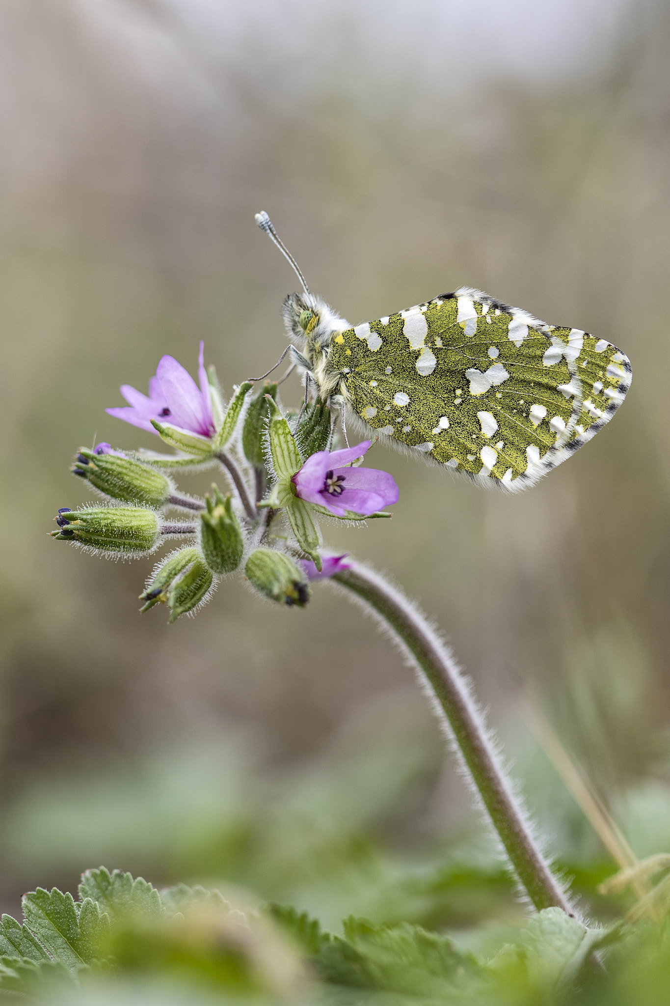 Canon EF 100mm F2.8 Macro USM sample photo. Euchloe cramery photography
