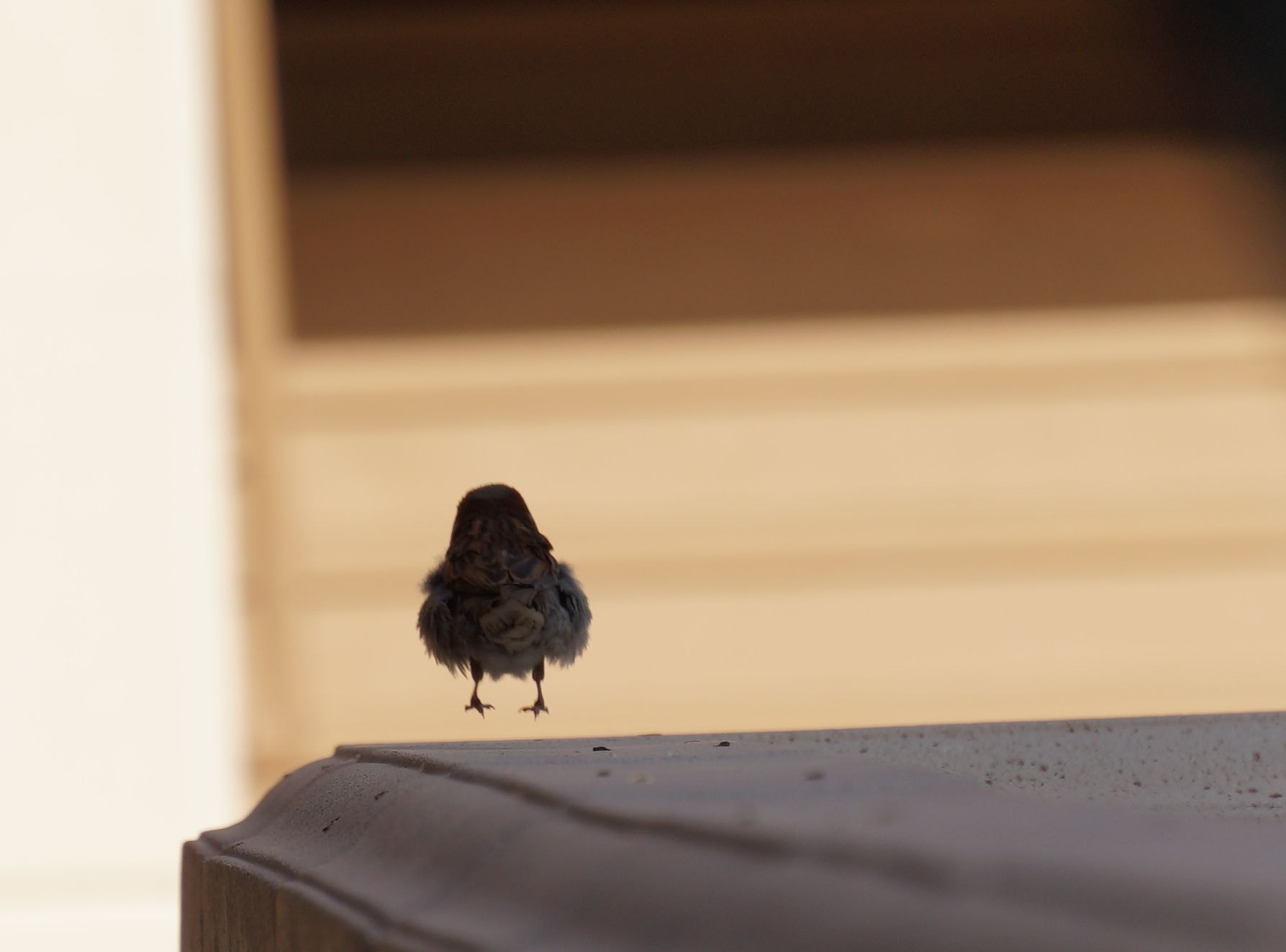 Sony E 55-210mm F4.5-6.3 OSS sample photo. Hopping bird photography