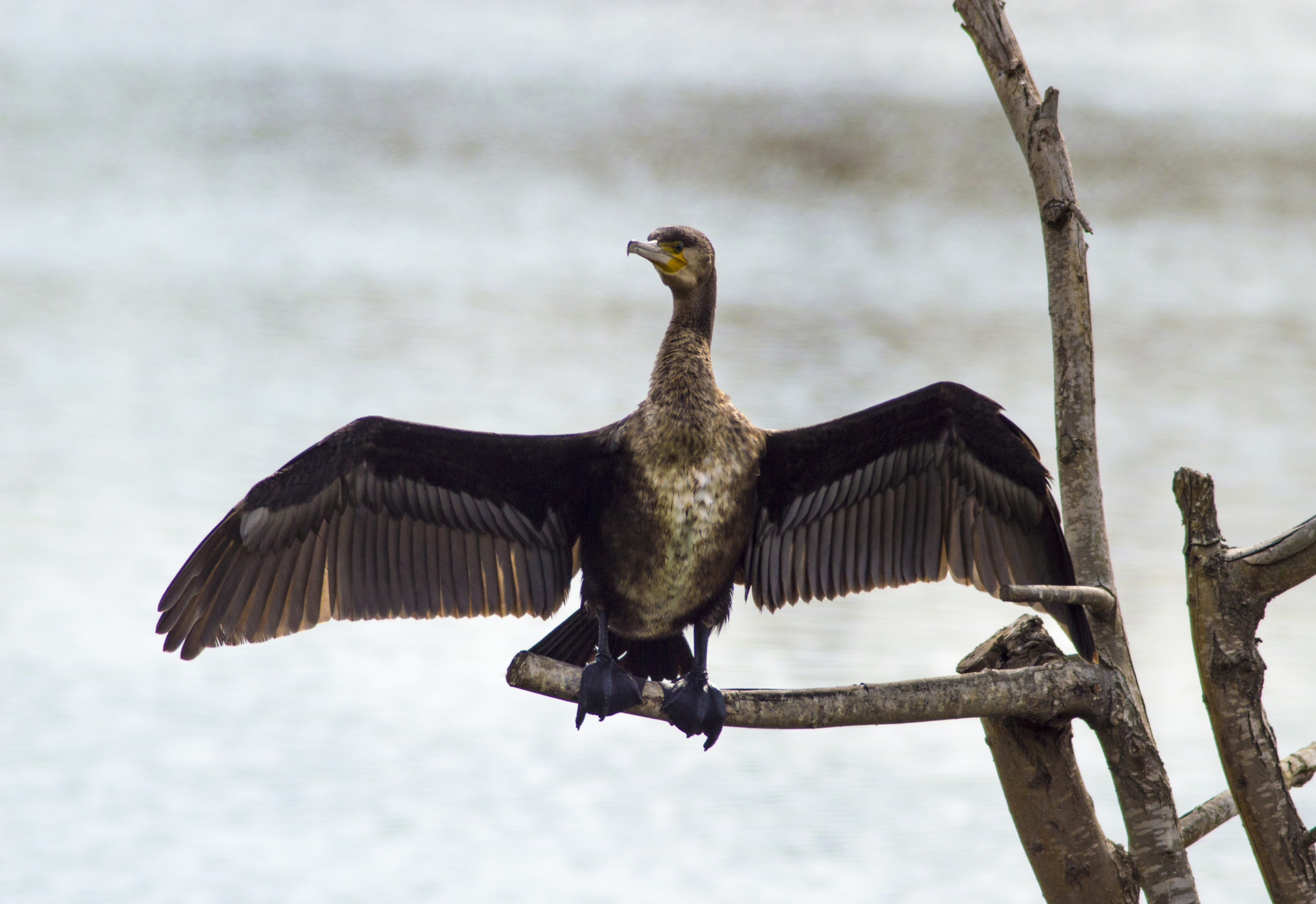 Tamron AF 200-400mm f/5.6 LD IF (75D) sample photo. Cormorán grande photography