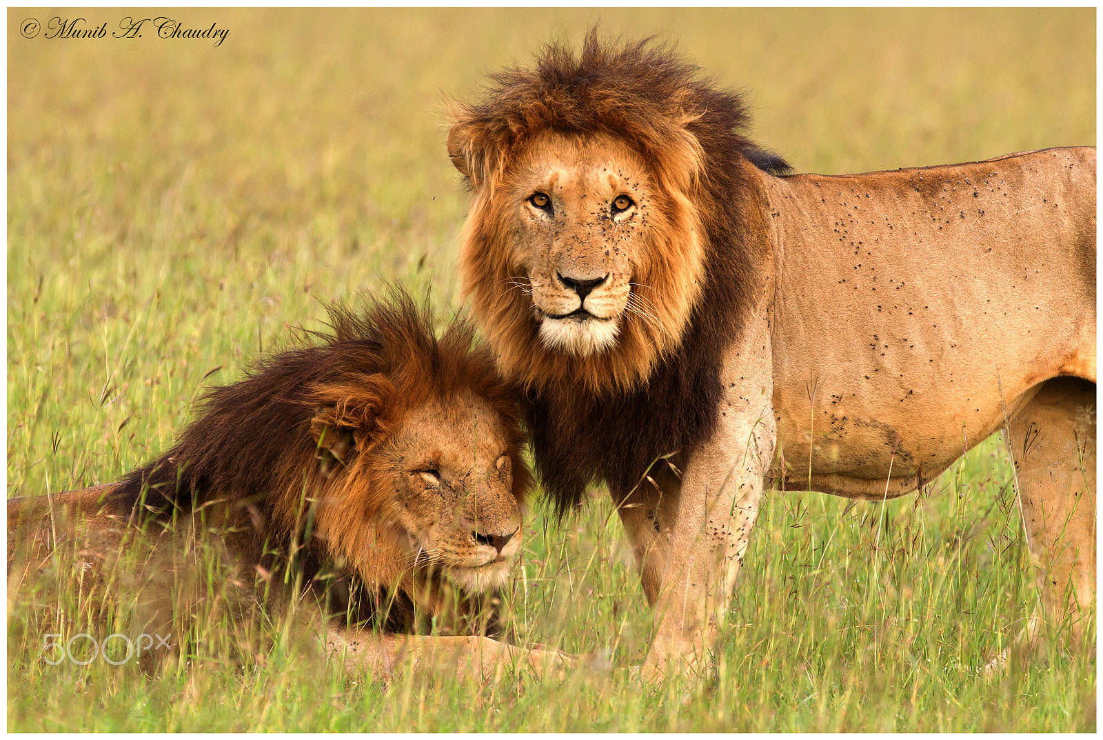 Canon EF 200-400mm F4L IS USM Extender 1.4x sample photo. The royal family! photography