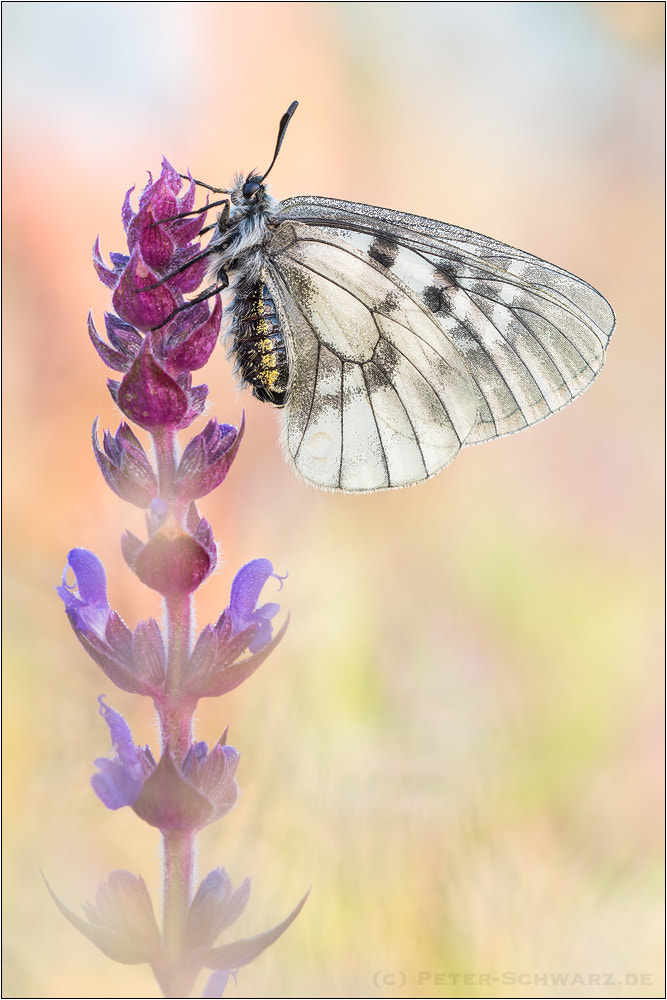 Sigma 150mm f/2.8 EX DG OS HSM APO Macro sample photo. Parnassius mnemosyne photography