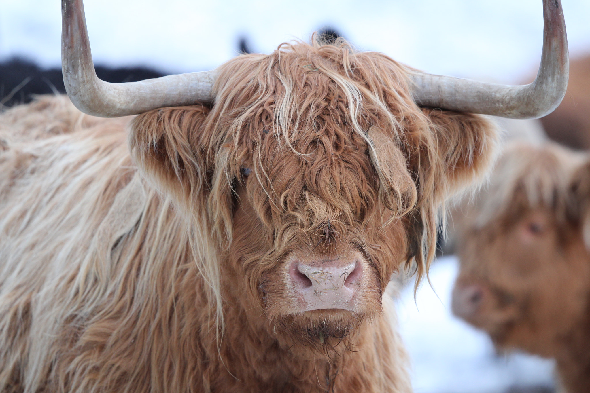 Canon EF 500mm F4L IS II USM sample photo. Highland coo photography