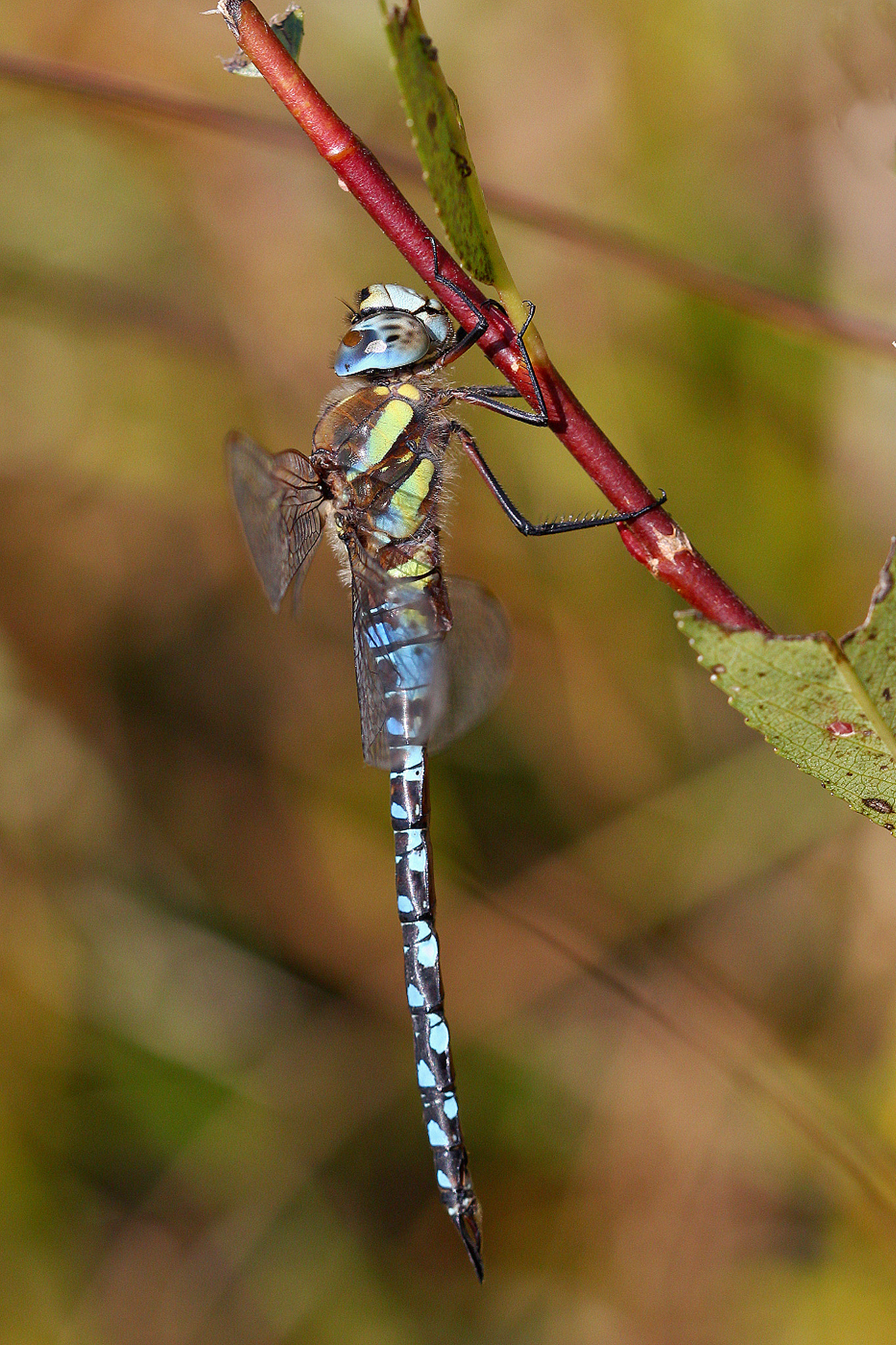 Canon EOS 550D (EOS Rebel T2i / EOS Kiss X4) + Canon EF 100mm F2.8 Macro USM sample photo. Aeshna mixta photography