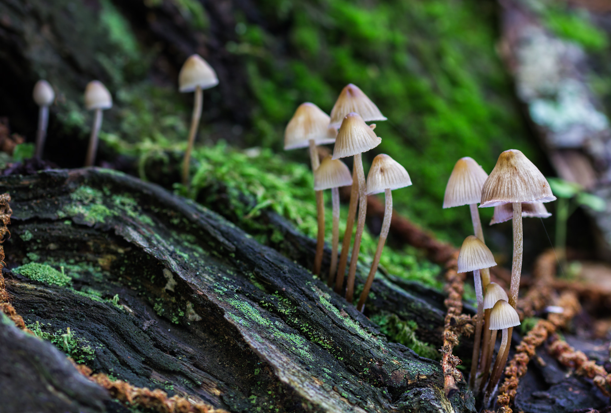 Canon EOS 60D + Sigma 50mm f/2.8 EX sample photo. Mushrooms growing on wood photography