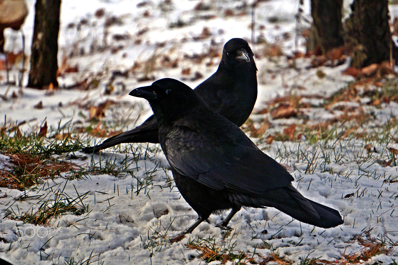 Sony Alpha a3000 + Sony E 55-210mm F4.5-6.3 OSS sample photo. American crows photography