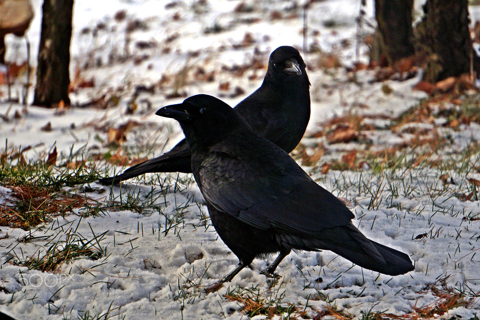 Sony E 55-210mm F4.5-6.3 OSS sample photo. American crows photography