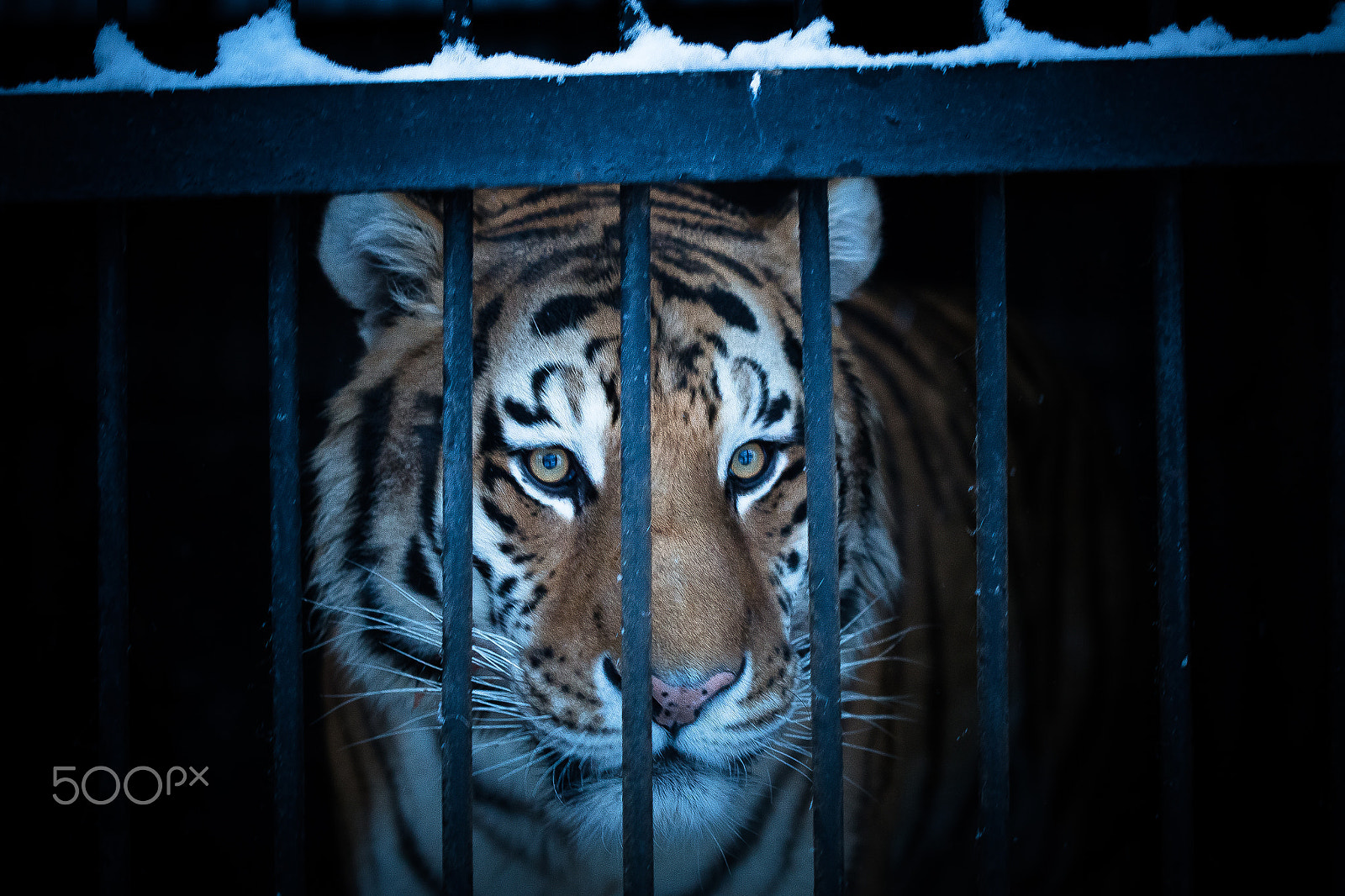Canon EOS 6D + Canon EF 100mm F2.8 Macro USM sample photo. Sad tiger photography