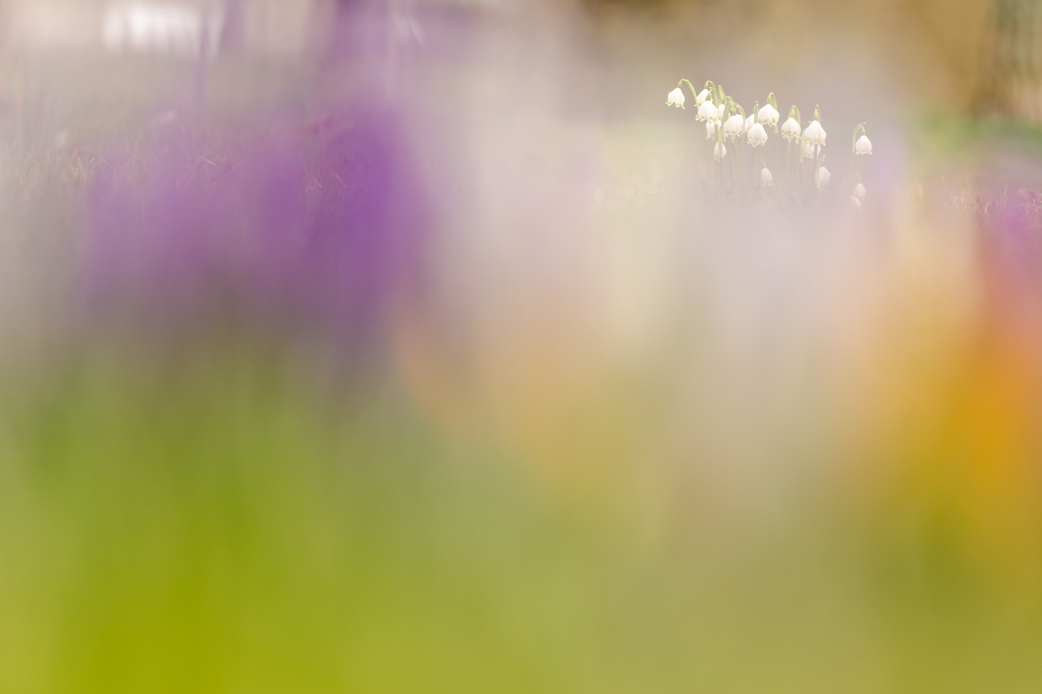 Sigma 150mm F2.8 EX DG Macro HSM sample photo. Leucojum vernum photography