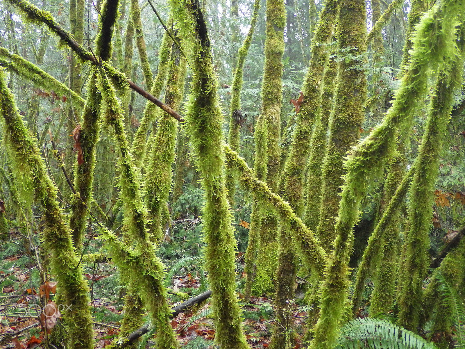Ricoh WG-4 sample photo. Moss forrest photography