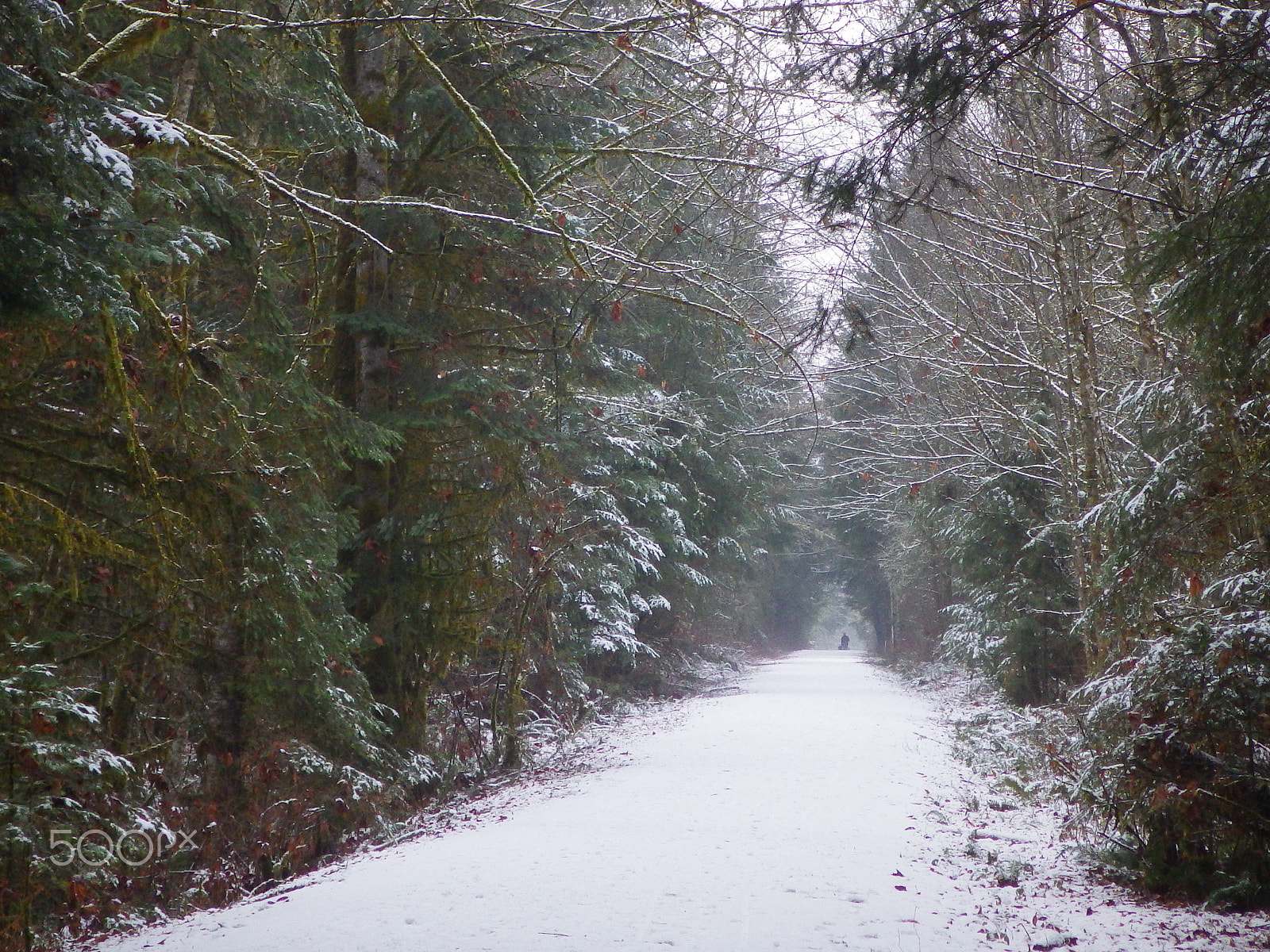 Ricoh WG-4 sample photo. Trail in the snow photography