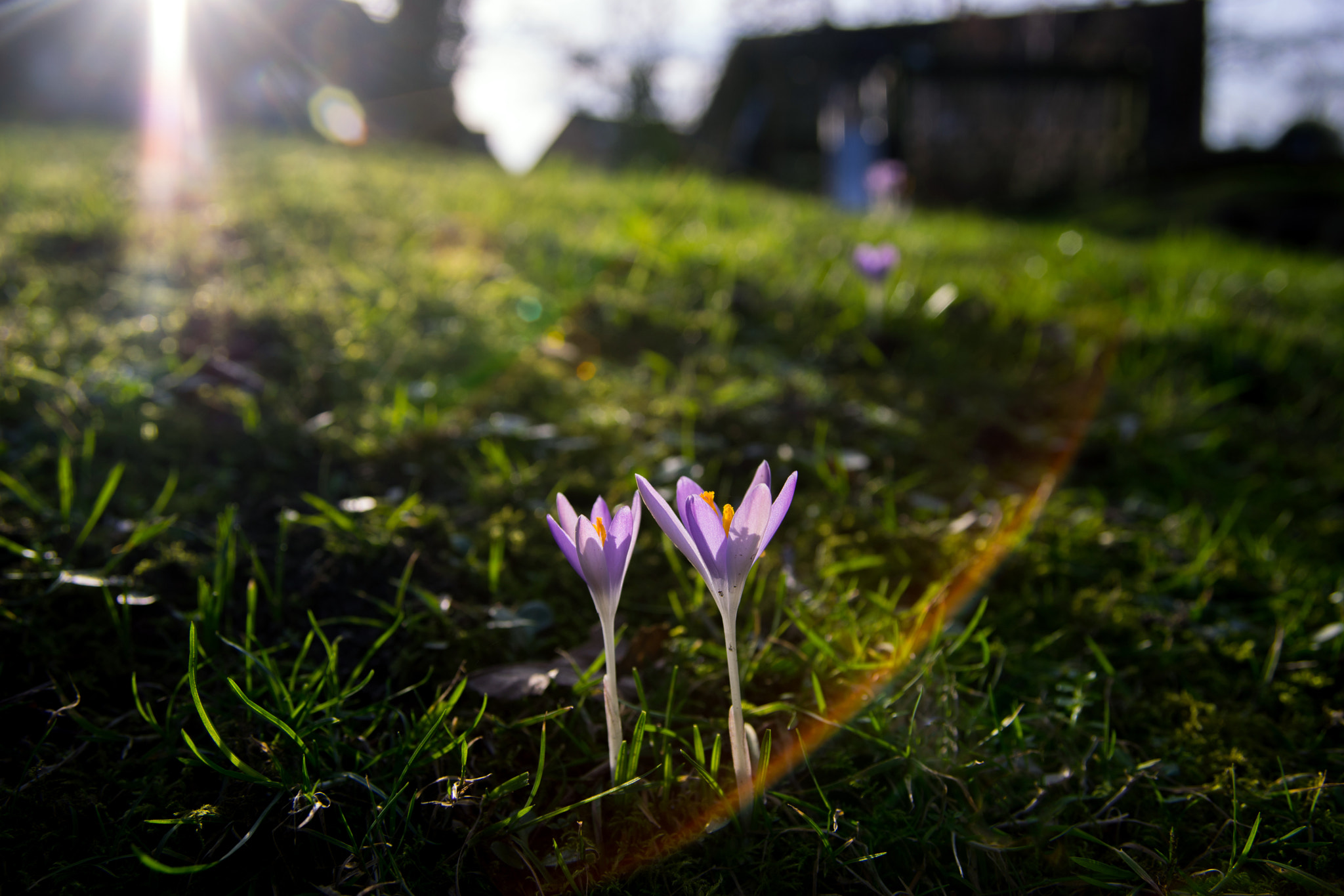 Sigma ZOOM-alpha 35-135mm F3.5-4.5 sample photo. Spring is coming photography