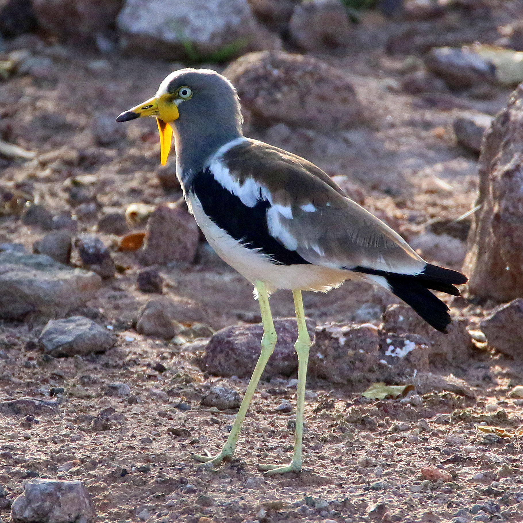 Tamron SP 150-600mm F5-6.3 Di VC USD sample photo. Plover photography