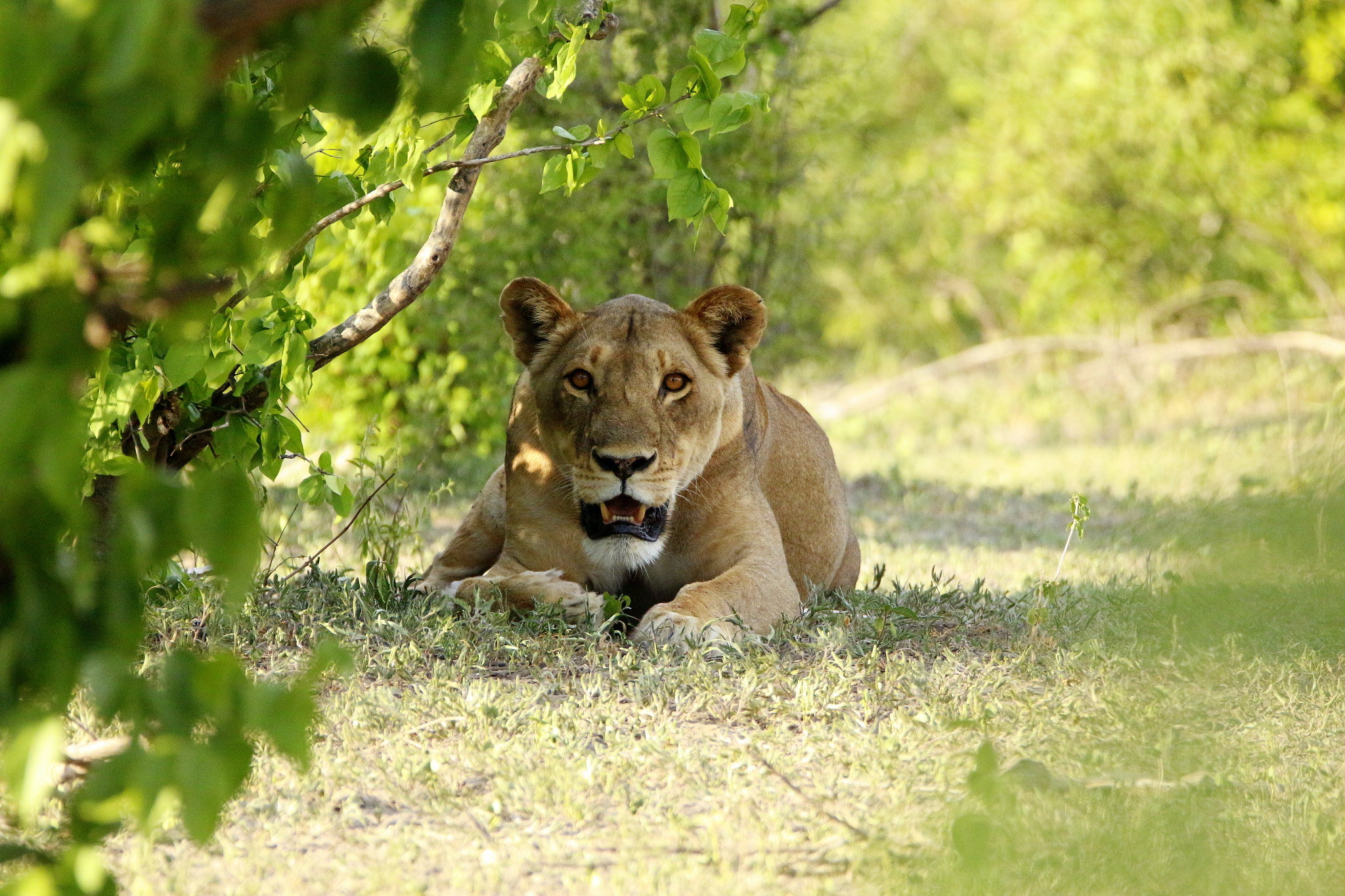 Tamron SP 150-600mm F5-6.3 Di VC USD sample photo. Lioness trying to keep cool photography