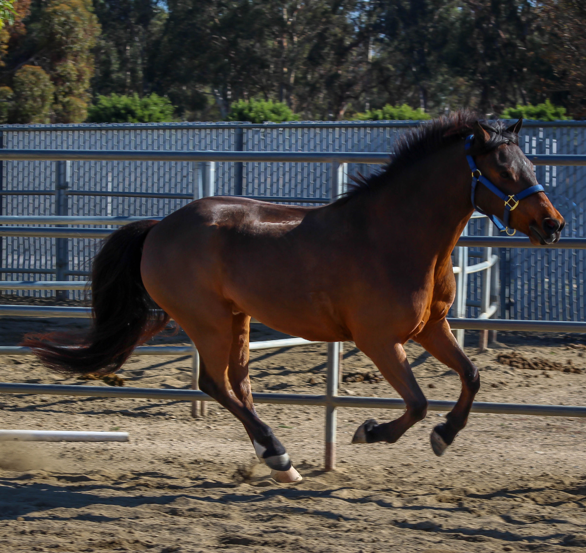 Canon EOS 100D (EOS Rebel SL1 / EOS Kiss X7) sample photo. Speed photography