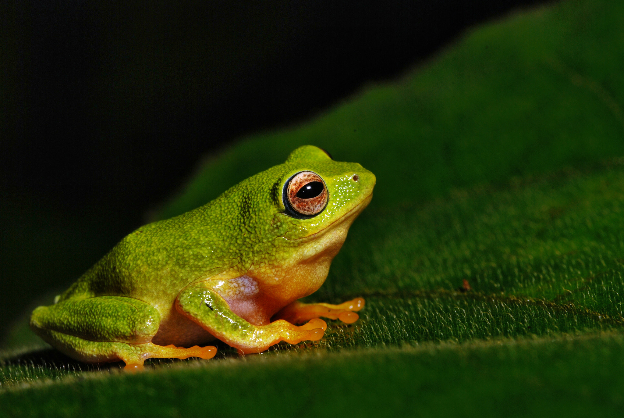 Nikon D80 + Sigma 105mm F2.8 EX DG Macro sample photo. Bush frogs of india photography