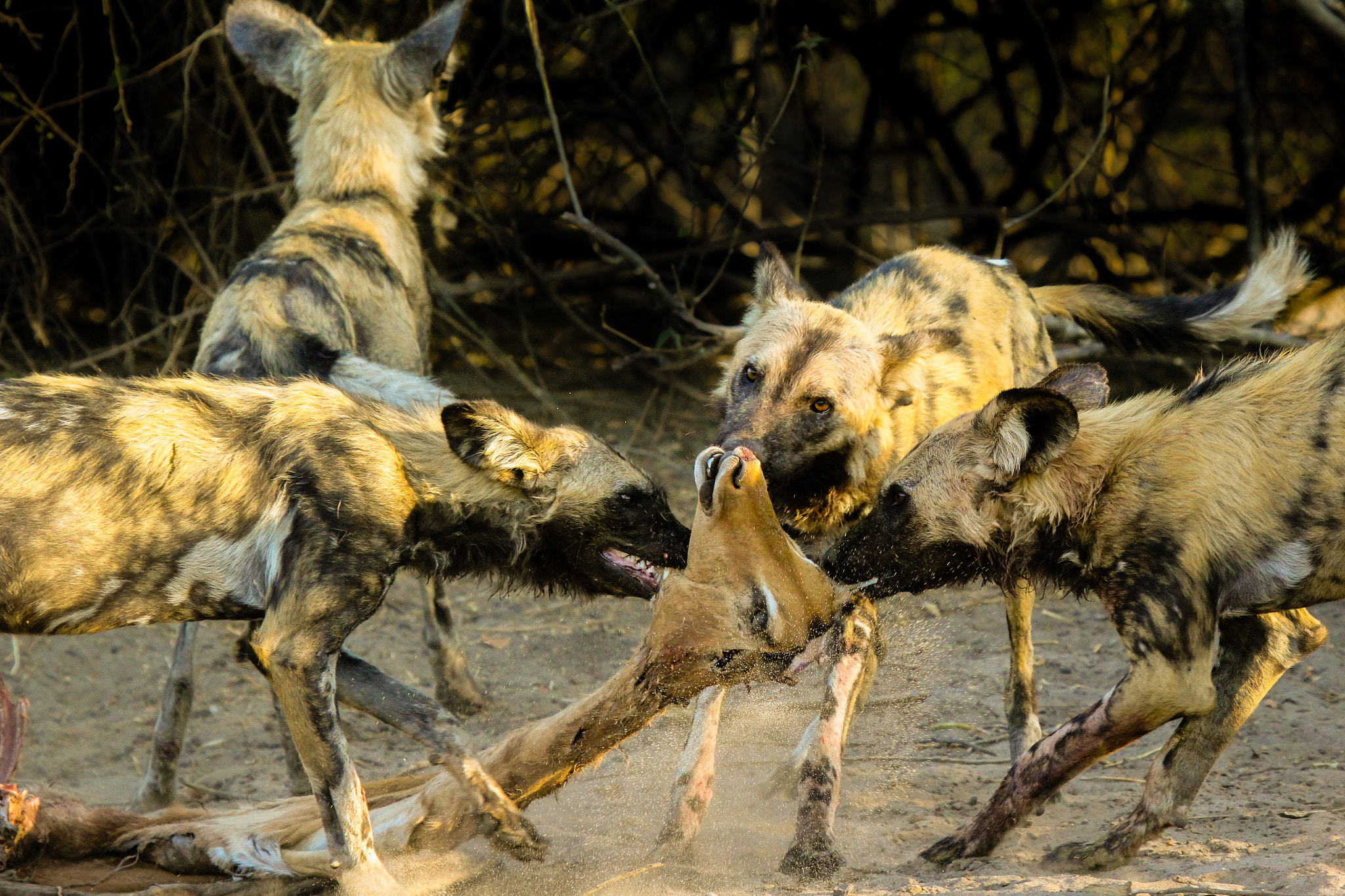 Canon EF 100-400mm F4.5-5.6L IS USM sample photo. Wild dog tug of war photography