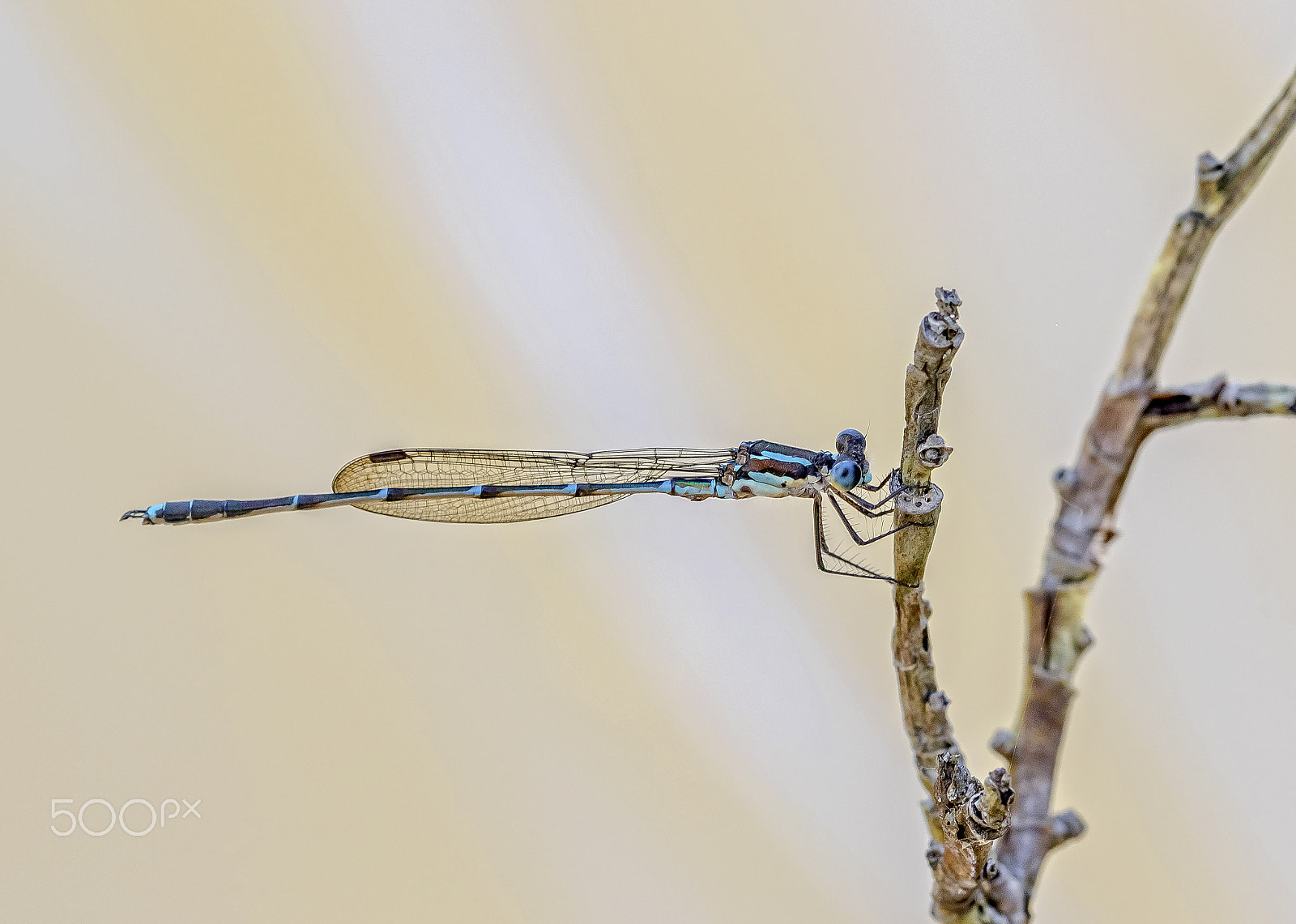 Canon EF 100mm F2.8 Macro USM sample photo. Blue damselfly photography