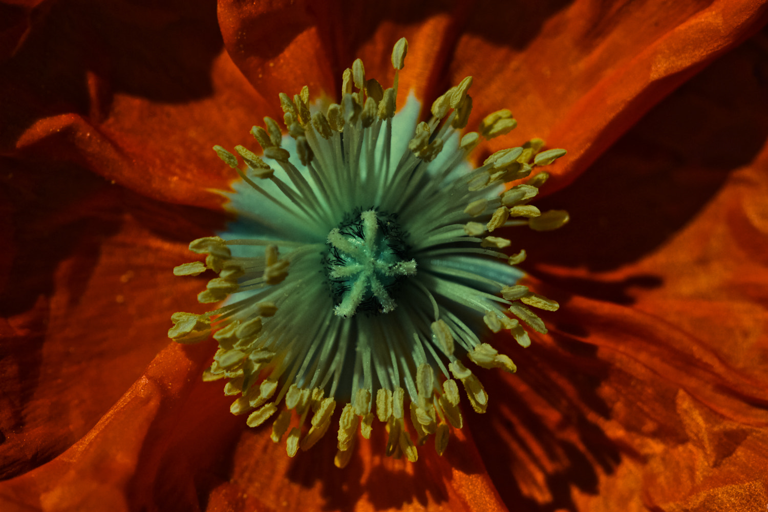 Canon EOS 7D + Canon EF 100mm F2.8 Macro USM sample photo. Welcome photography