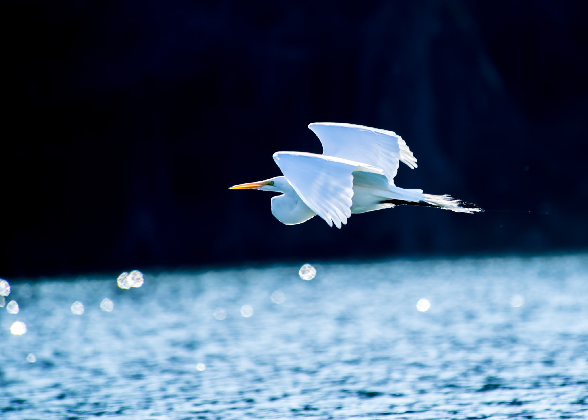 Nikon D600 sample photo. Angel over ladybird lake photography