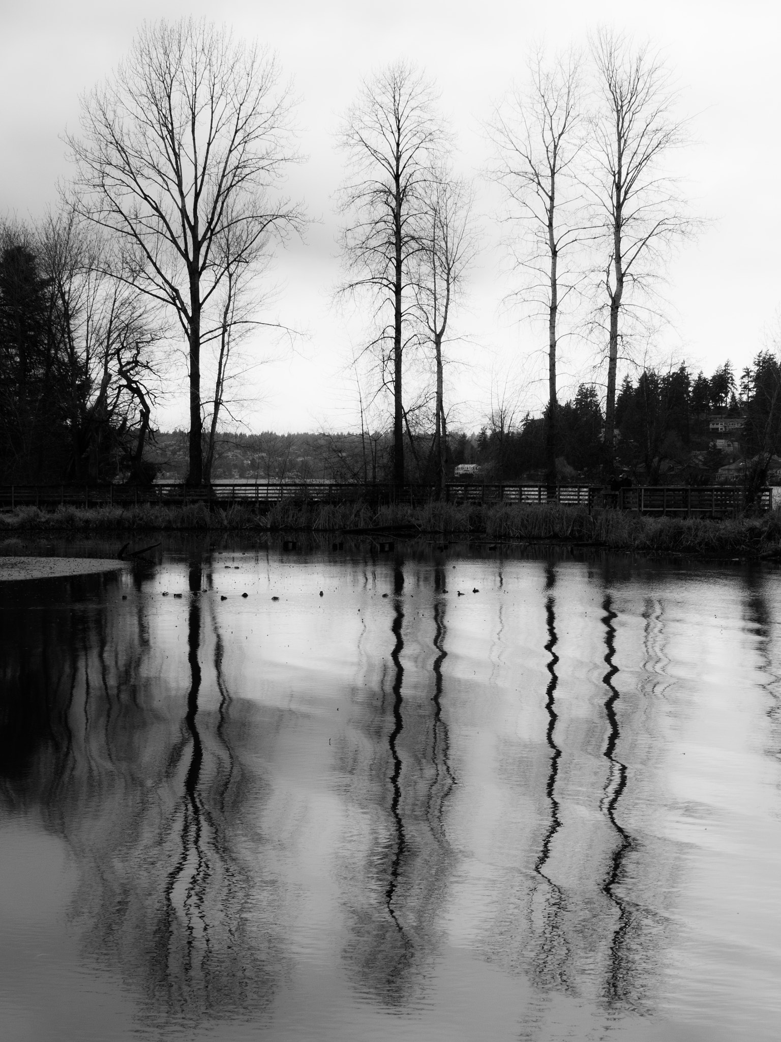 Panasonic Lumix G X Vario 35-100mm F2.8 OIS sample photo. Symme trees photography