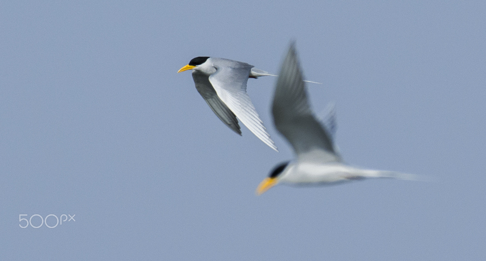 Nikon AF-S Nikkor 200-500mm F5.6E ED VR sample photo. Focused-defocused photography