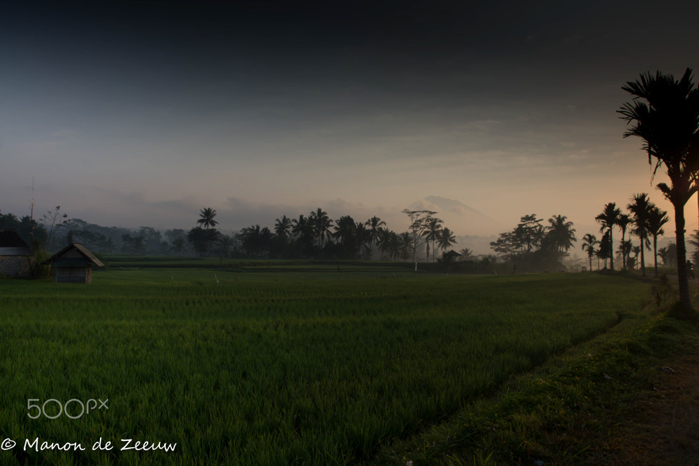 Sigma 17-70mm F2.8-4 DC Macro OS HSM | C sample photo. Ricefield indonesia sunrise photography