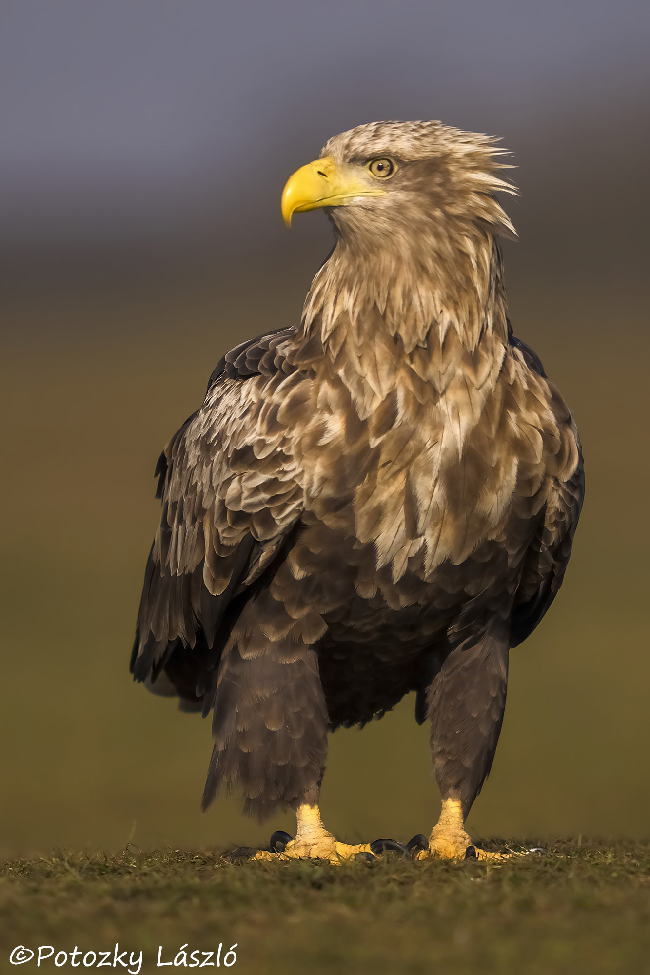 Olympus OM-D E-M1 + OLYMPUS 300mm Lens sample photo. White-tailed eagle photography