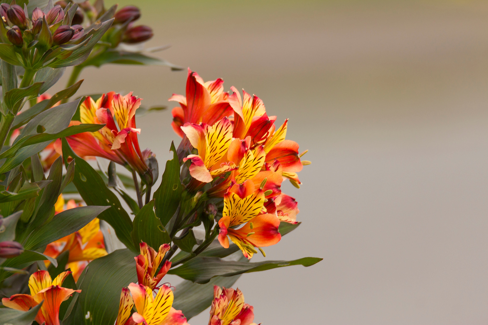 Sigma 150-600mm F5-6.3 DG OS HSM | C sample photo. Z oscar o photography