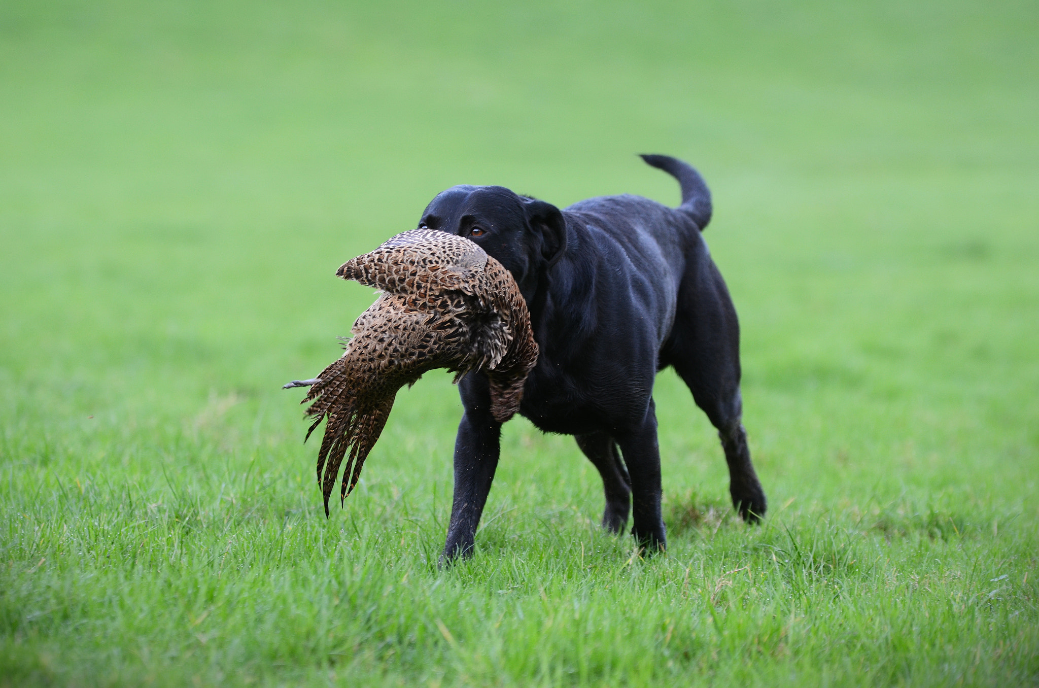 Nikon D5100 + Nikon AF Micro-Nikkor 200mm F4D ED-IF sample photo. Working dog photography