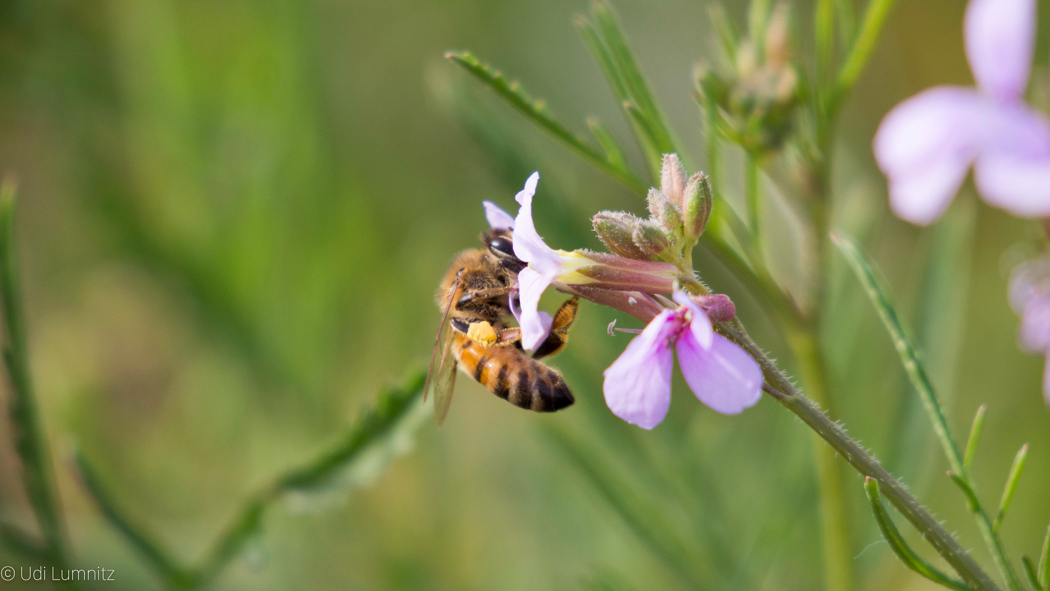 Tamron 14-150mm F3.5-5.8 Di III sample photo. Mrs. bee photography