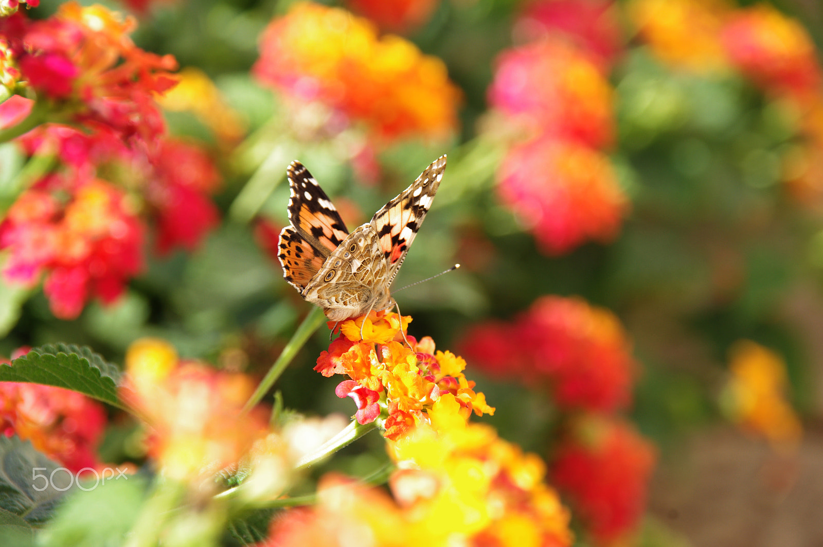 Pentax K-x + Sigma sample photo. Butterfly photography