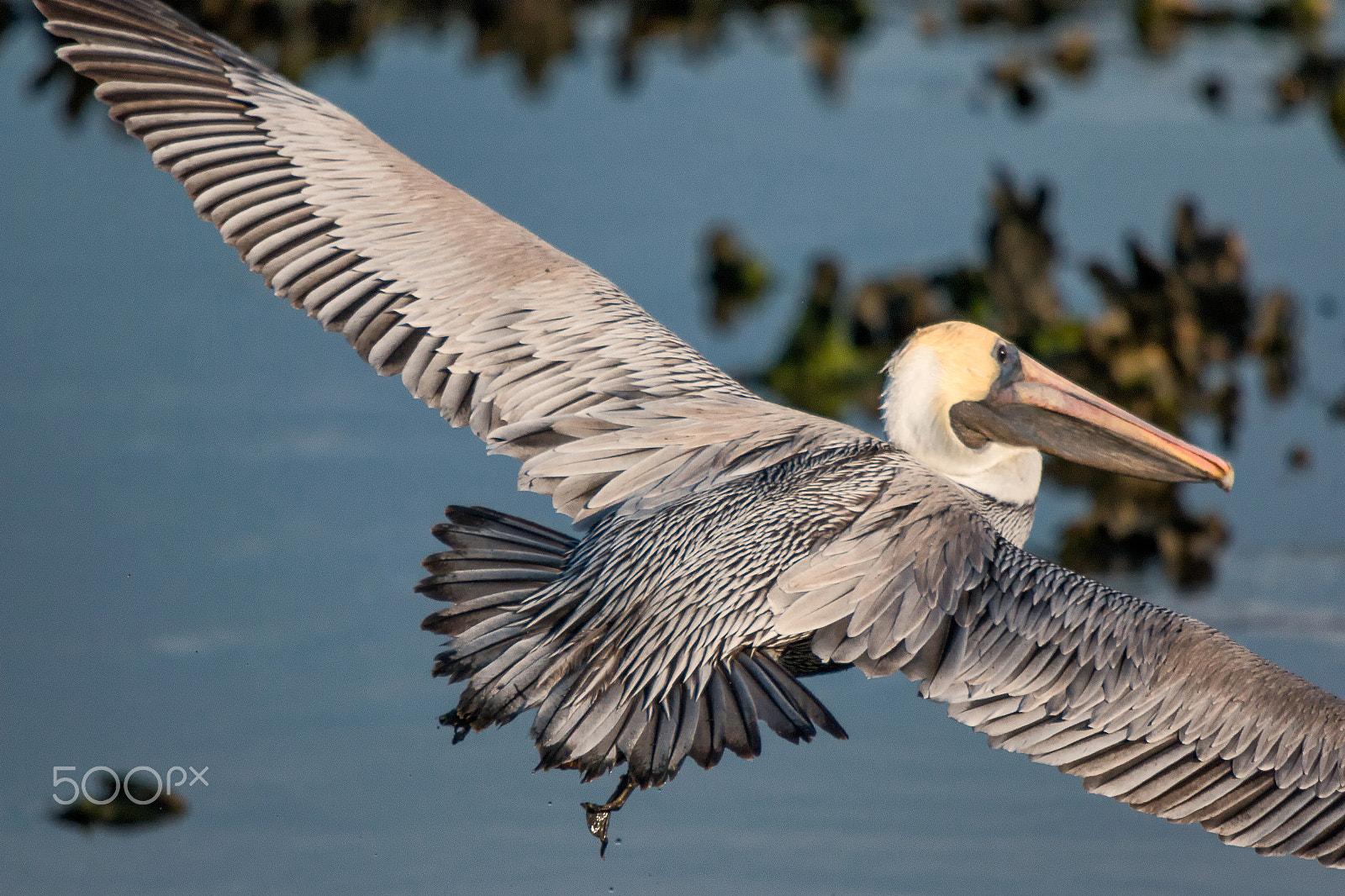 Sigma 50-500mm f/4-6.3 APO HSM EX sample photo. Brown pelican in flight photography