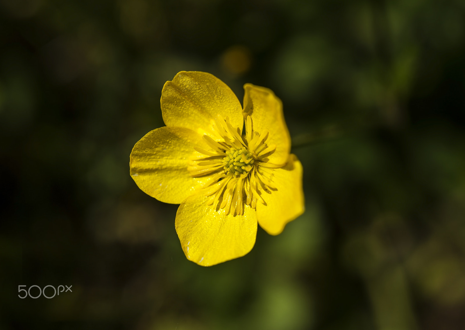 Nikon D800E + AF Micro-Nikkor 55mm f/2.8 sample photo. Düğün Çiçeği 1 (ranunculus repens) photography