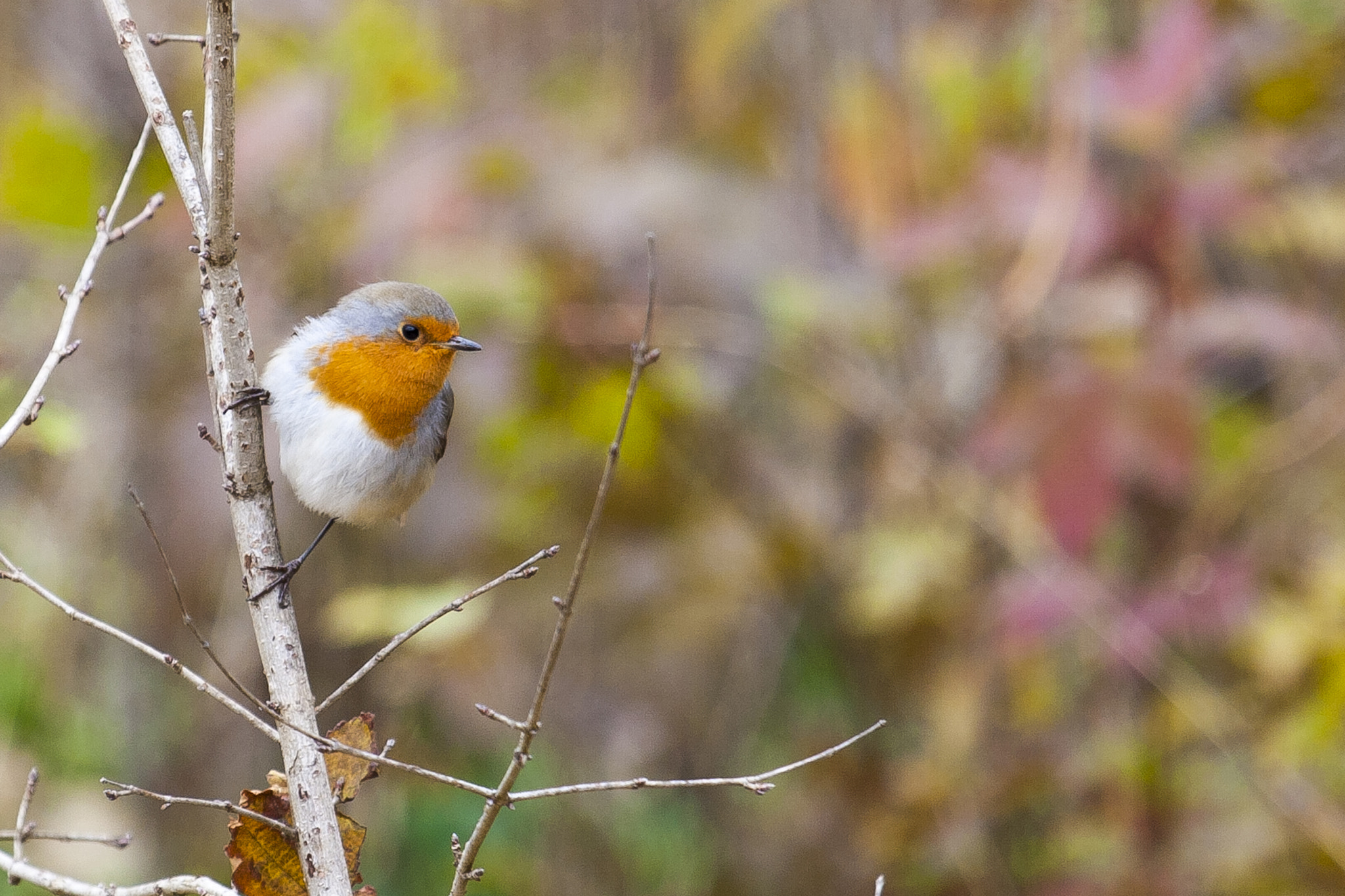 Canon EOS 30D + Canon EF 70-200mm F4L IS USM sample photo. Зарядка, или Малиновка (лат. erithacus rubecula) photography