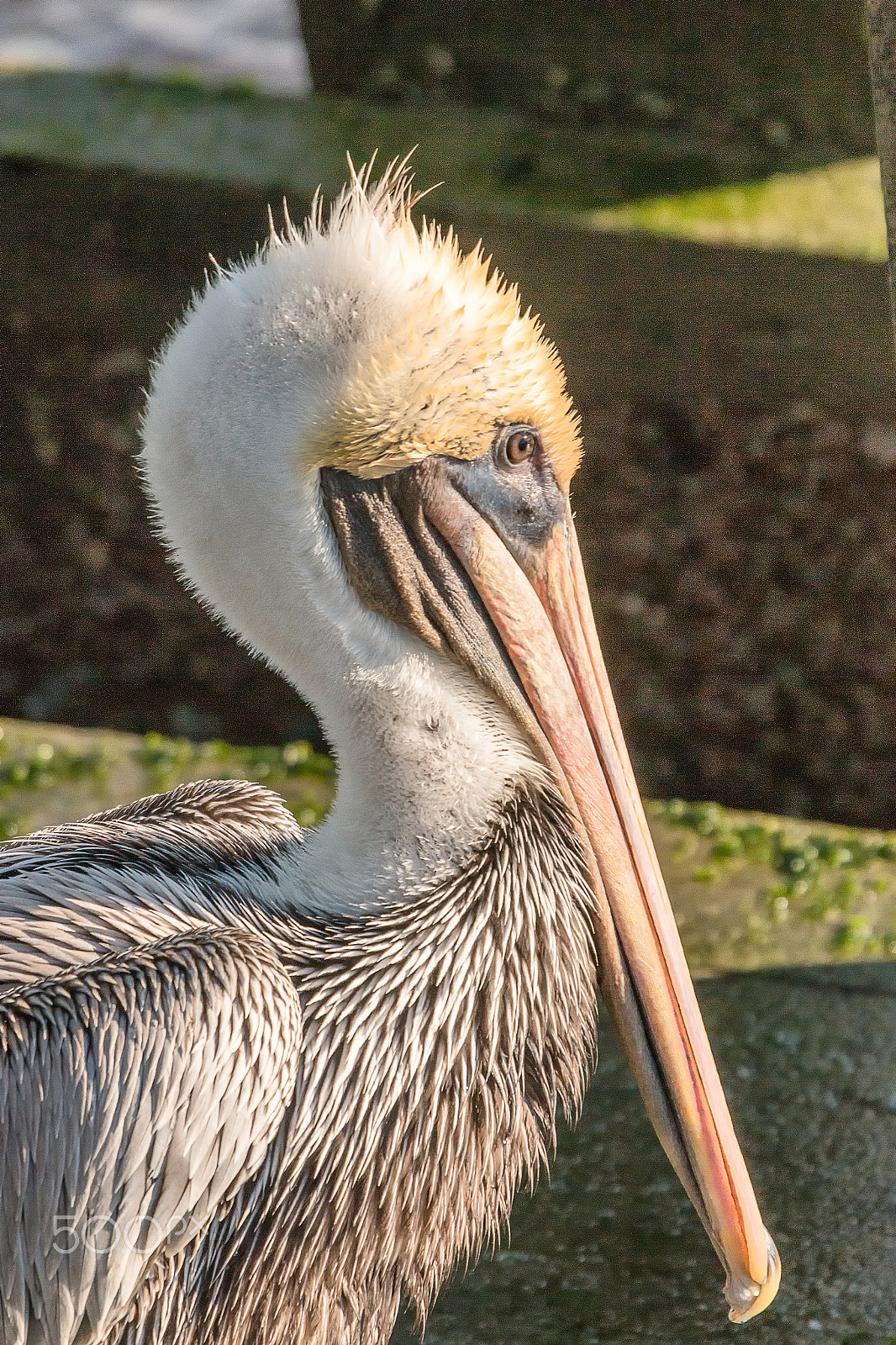 Sigma 50-500mm f/4-6.3 APO HSM EX sample photo. Brown pelican profile photography