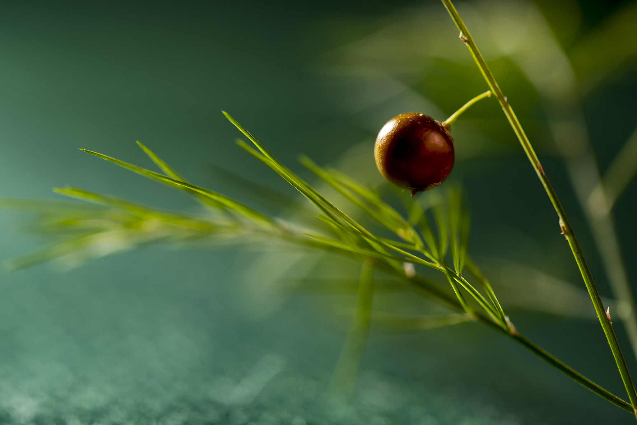 Canon EOS 6D + Canon EF 100mm F2.8 Macro USM sample photo. Plant photography