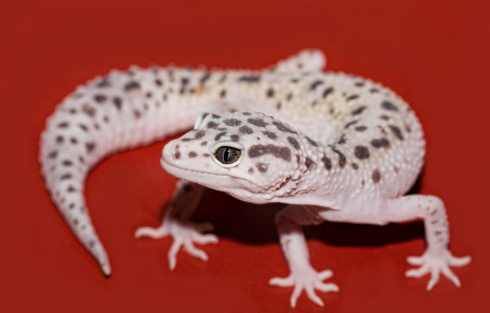 Canon EF 100mm F2.8 Macro USM sample photo. Gecko1 photography