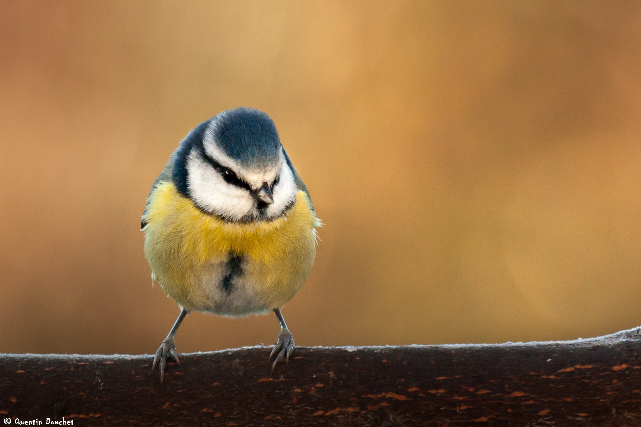 Canon EF 100-400mm F4.5-5.6L IS USM sample photo. Mésange bleue photography