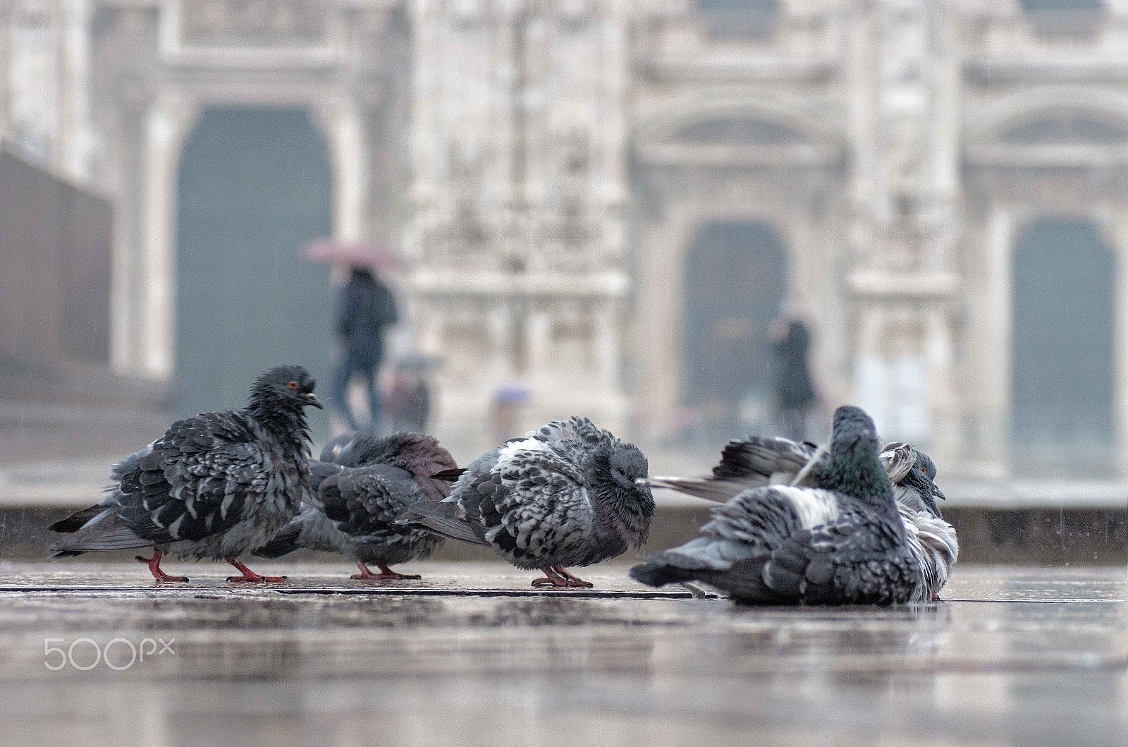 Tamron SP AF 90mm F2.8 Di Macro sample photo. Pigeons duomo photography