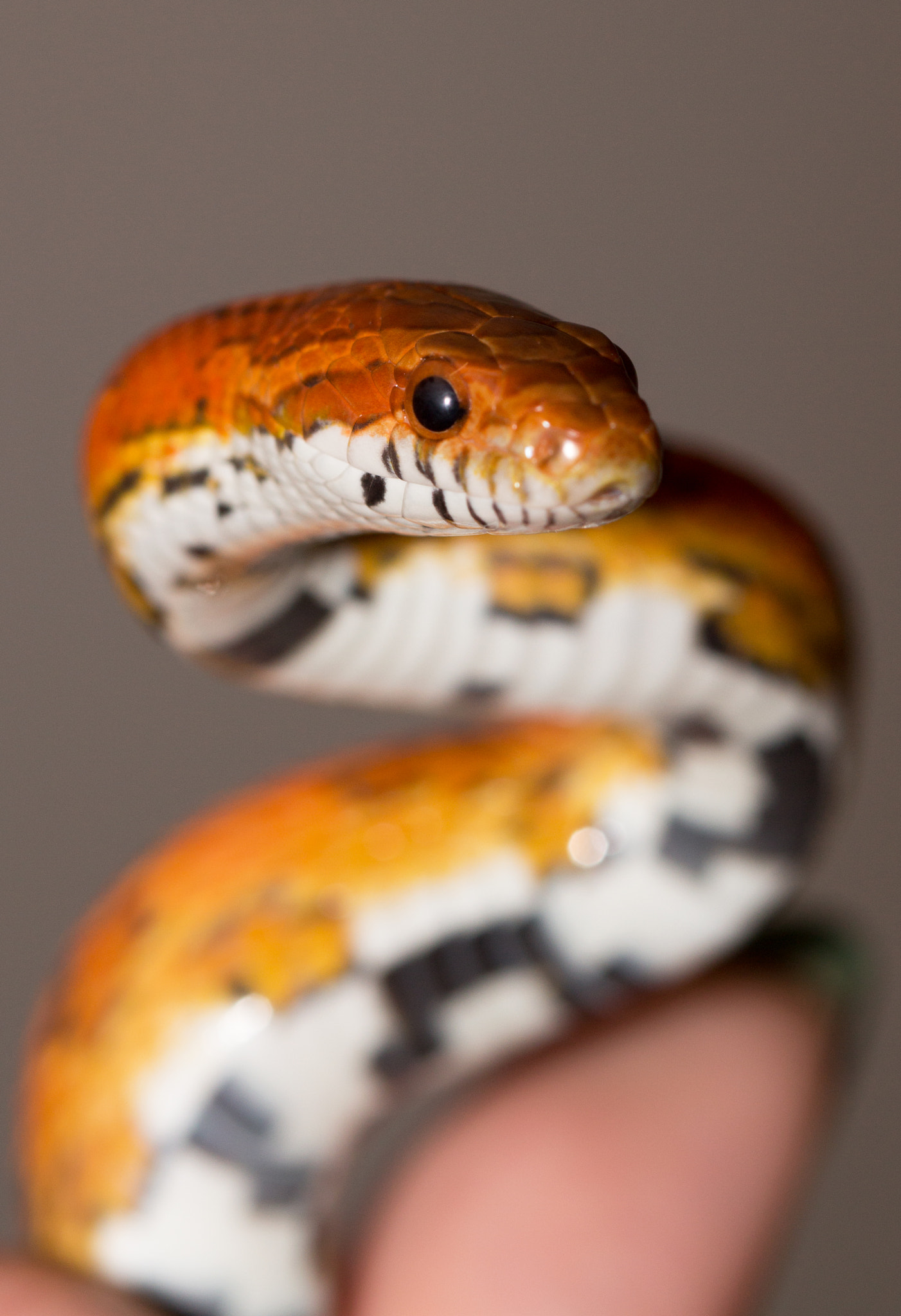 Canon EF 100mm F2.8 Macro USM sample photo. Snake photography
