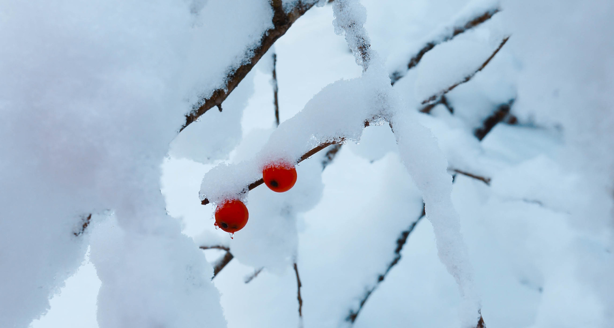 Sony Alpha NEX-6 + Sony E 16mm F2.8 sample photo. Snowberries photography