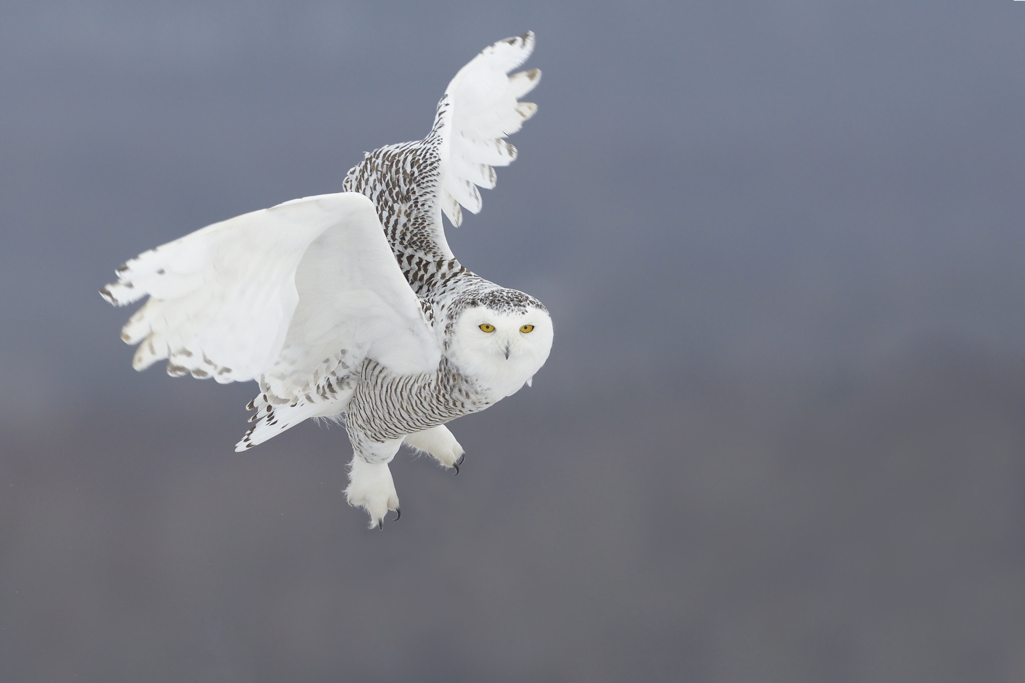 Nikon AF-S Nikkor 500mm F4D ED-IF II sample photo. Snowy owl photography