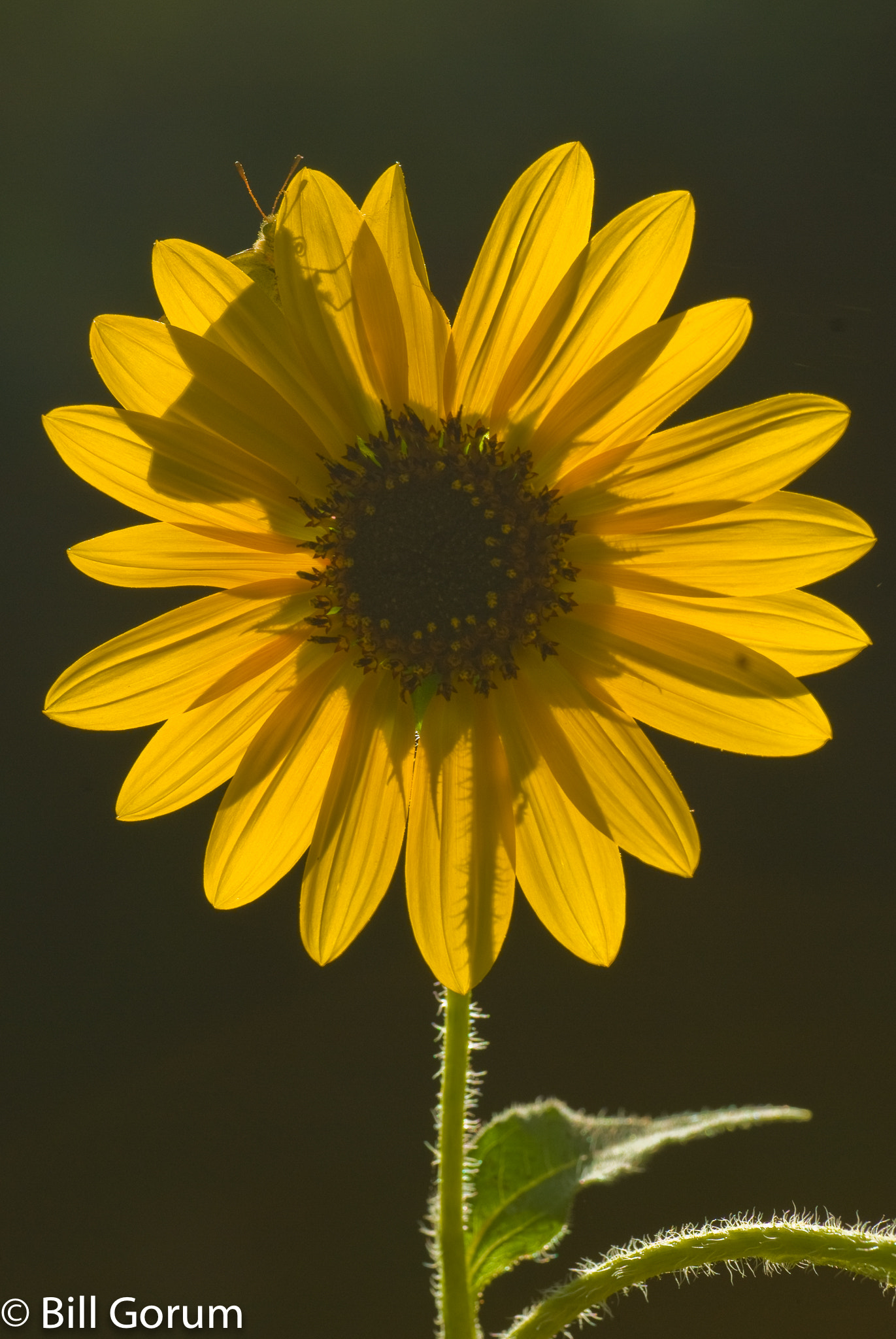 Nikon D200 sample photo. Butterfly, (probobly a sleepy orange), on sunflowe photography