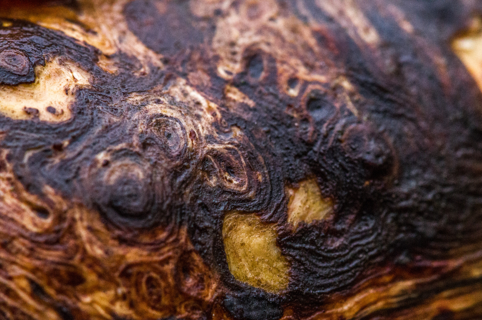 Canon EOS 7D + Canon EF 100mm F2.8 Macro USM sample photo. Knotted photography