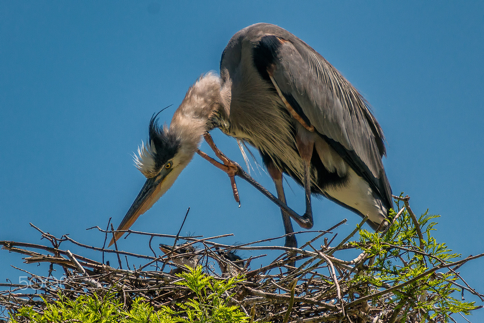 Sigma 50-500mm f/4-6.3 APO HSM EX sample photo. Great blue heron and new chicks photography