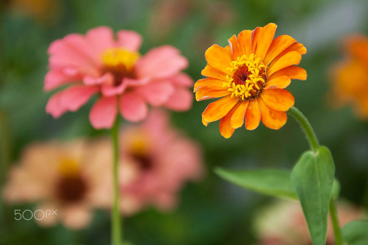 Canon EF 28-300mm F3.5-5.6L IS USM sample photo. Il colore dei fiori n.2 photography