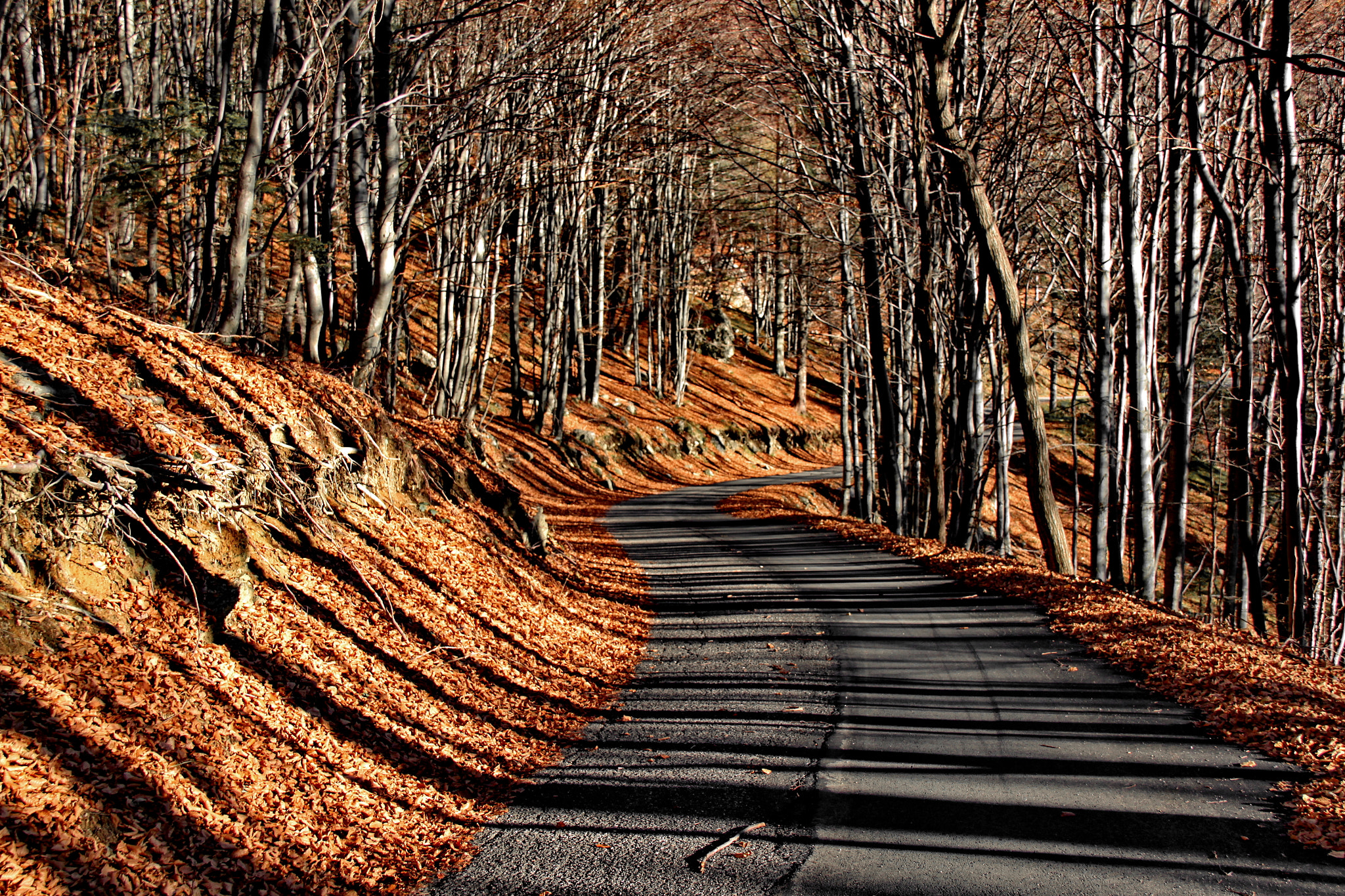 Canon EF-S 18-200mm F3.5-5.6 IS sample photo. Orobie d'autunno (12) photography