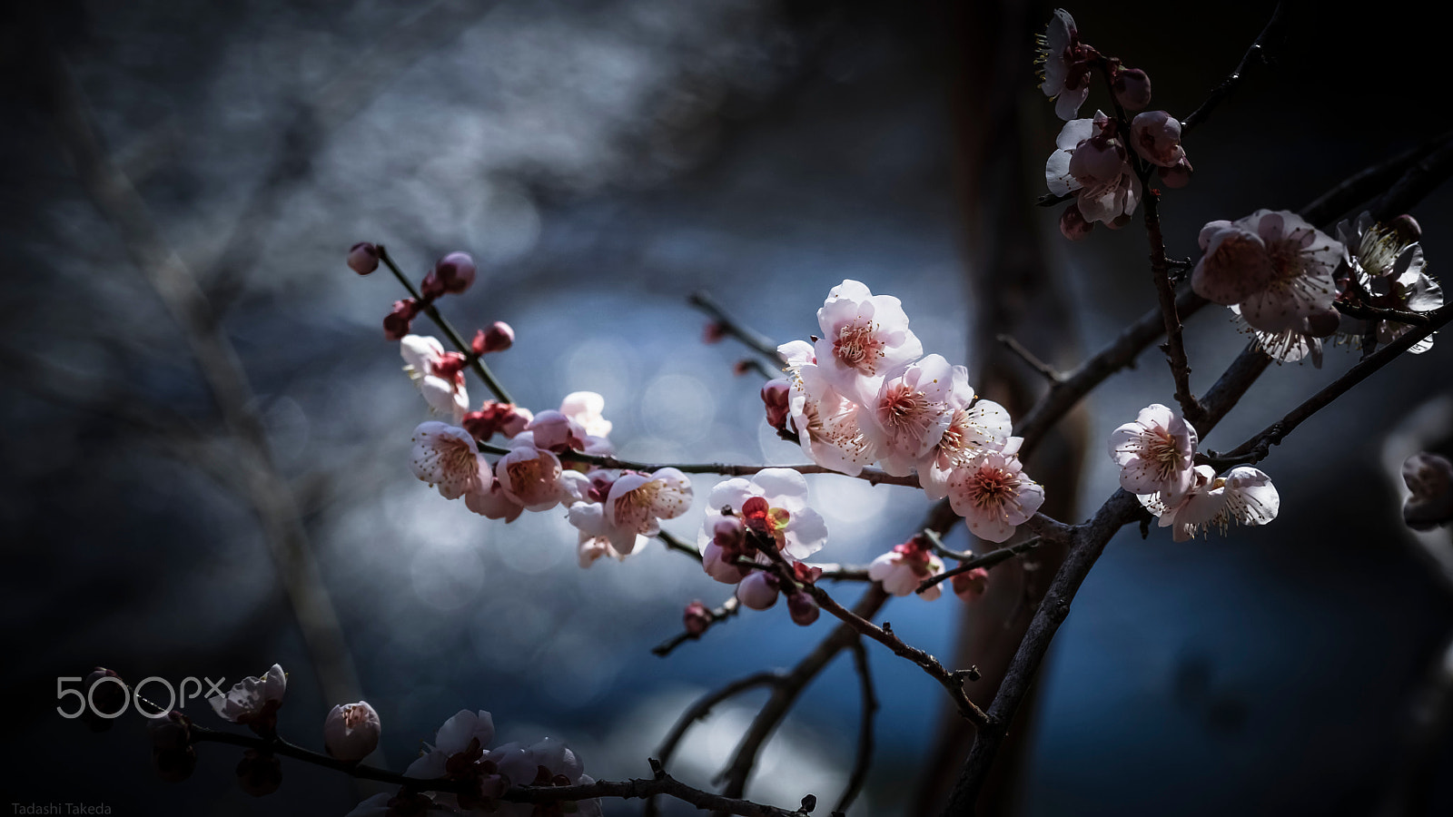 Sony DT 55-300mm F4.5-5.6 SAM sample photo. The plum blossom season... photography