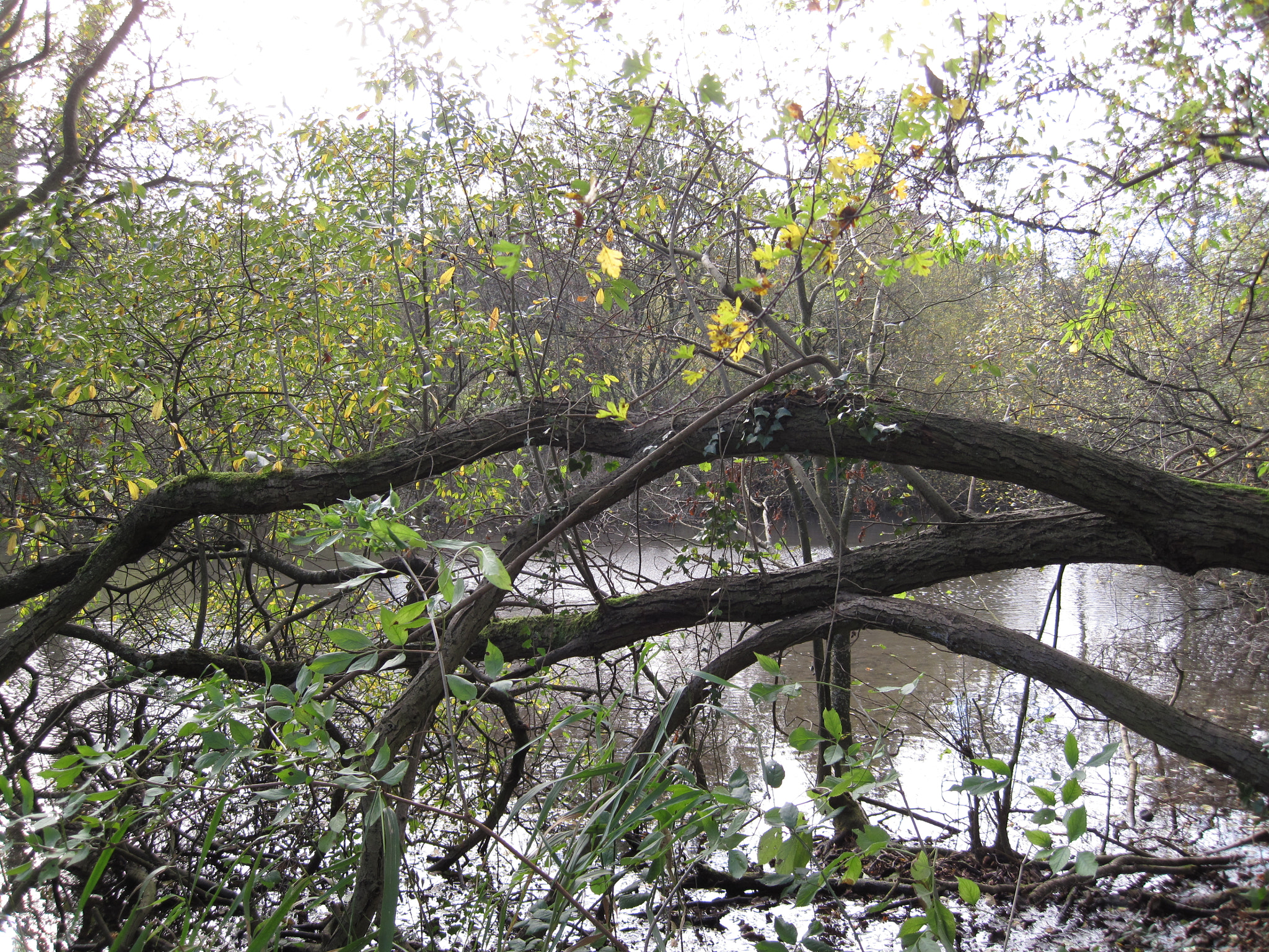 Canon PowerShot SD990 IS (Digital IXUS 980 IS / IXY Digital 3000 IS) sample photo. Willow view photography